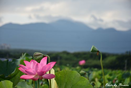 0630 1-北海岸夏荷04.jpg