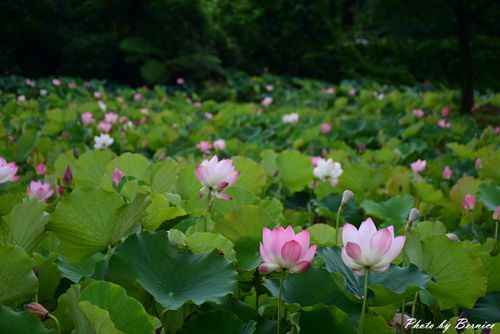 0630 1-北海岸夏荷07.jpg