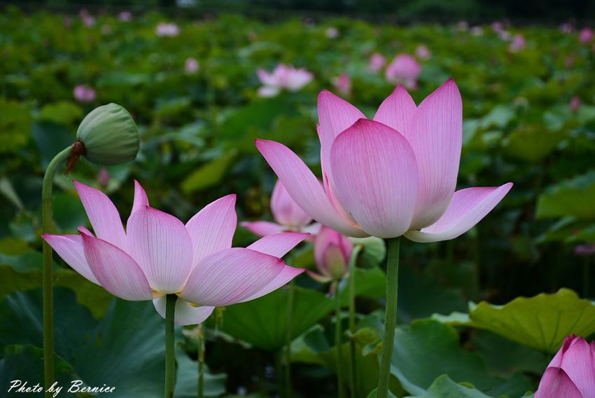 0630 1-北海岸夏荷13.jpg