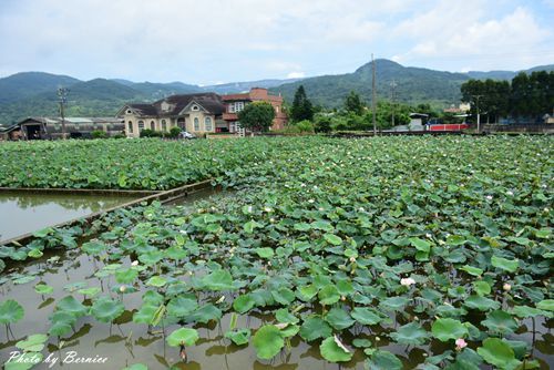 0630 1-北海岸夏荷11.jpg