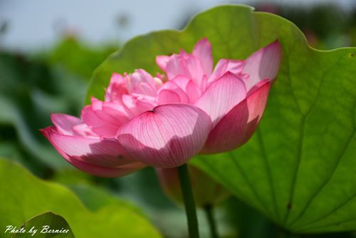 0630 4-清水濕地05.jpg