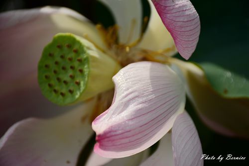 0630 1-北海岸夏荷05.jpg