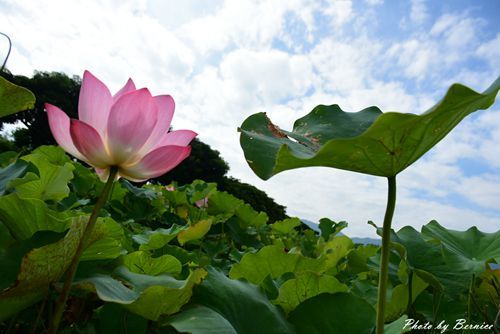 0630 1-北海岸夏荷09.jpg