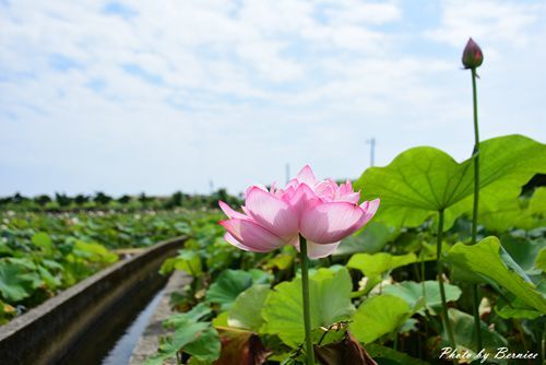 0630 4-清水濕地07.jpg