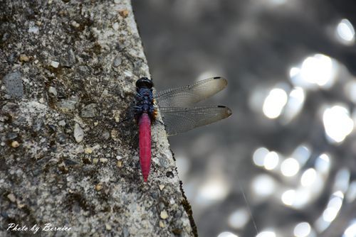 0630 4-清水濕地08.jpg