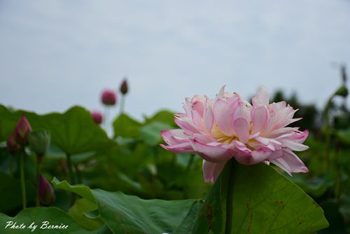 0630 4-清水濕地03.jpg