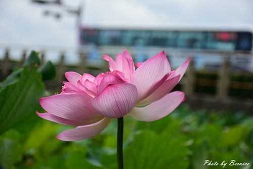 0630 4-清水濕地14.jpg