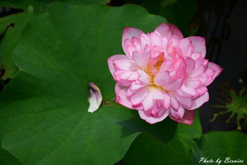 0630 1-北海岸夏荷16.jpg