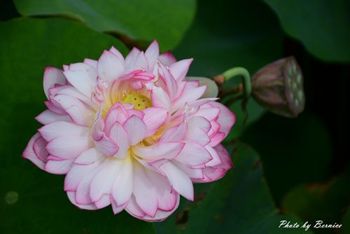 0630 4-清水濕地06.jpg