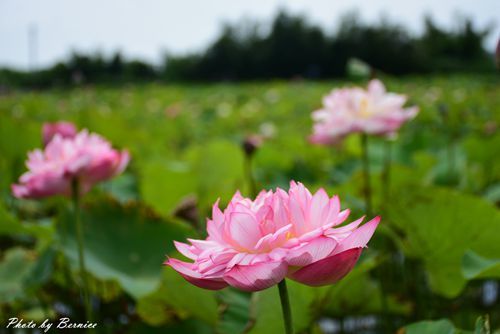 0630 4-清水濕地11.jpg