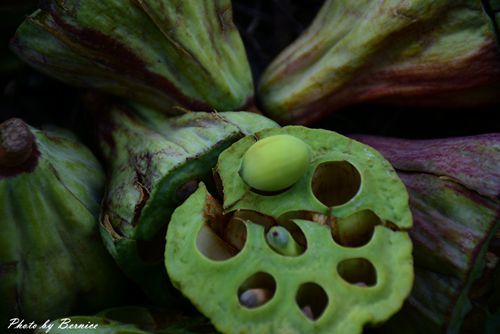 0630 1-北海岸夏荷10.jpg