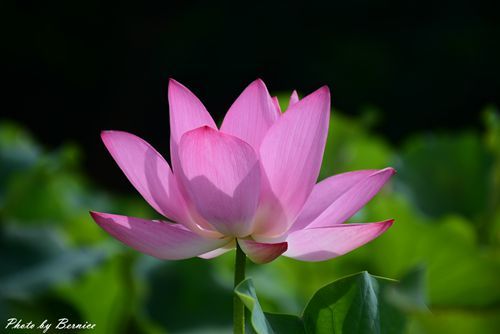 0630 1-北海岸夏荷08.jpg