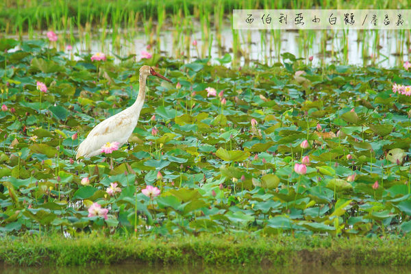 金山清水濕地西伯利亞小白鶴 金山清水濕地西伯利亞小白鶴