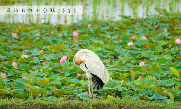 金山清水濕地西伯利亞小白鶴 金山清水濕地西伯利亞小白鶴