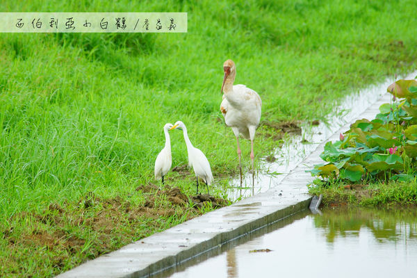 金山清水濕地西伯利亞小白鶴 金山清水濕地西伯利亞小白鶴