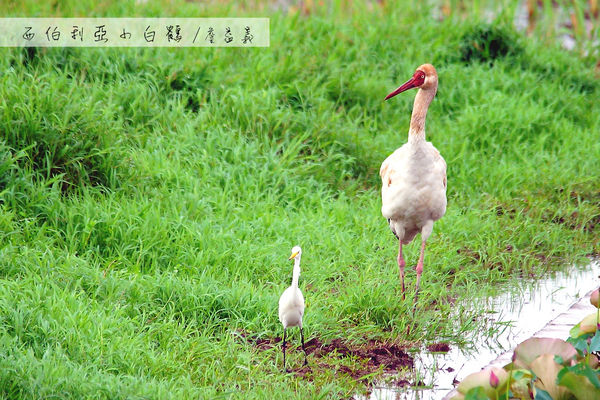 金山清水濕地西伯利亞小白鶴 金山清水濕地西伯利亞小白鶴