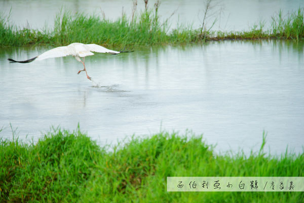 金山清水濕地西伯利亞小白鶴 金山清水濕地西伯利亞小白鶴
