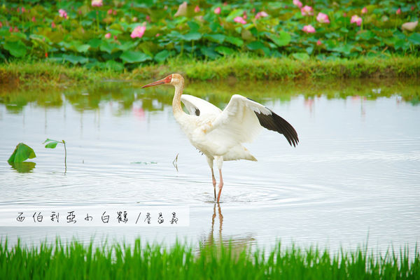 金山清水濕地西伯利亞小白鶴 金山清水濕地西伯利亞小白鶴