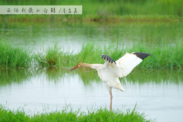 金山清水濕地西伯利亞小白鶴 金山清水濕地西伯利亞小白鶴