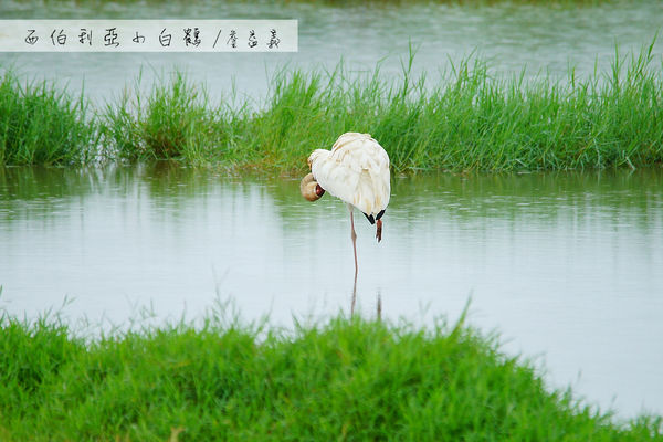 金山清水濕地西伯利亞小白鶴 金山清水濕地西伯利亞小白鶴