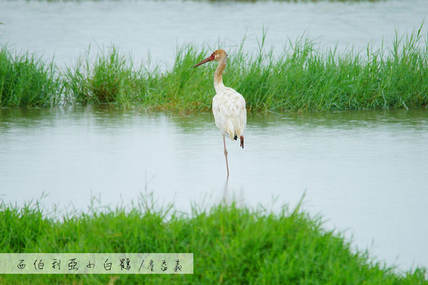 金山清水濕地西伯利亞小白鶴 金山清水濕地西伯利亞小白鶴