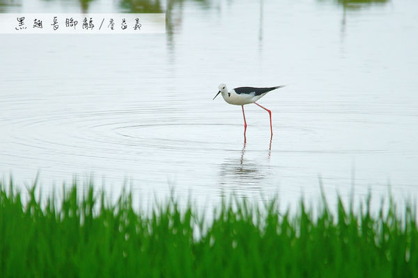 金山清水濕地西伯利亞小白鶴 金山清水濕地西伯利亞小白鶴
