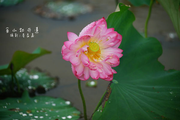 金山牡丹蓮 金山牡丹蓮