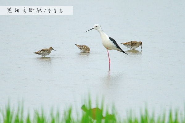 金山清水濕地西伯利亞小白鶴 金山清水濕地西伯利亞小白鶴