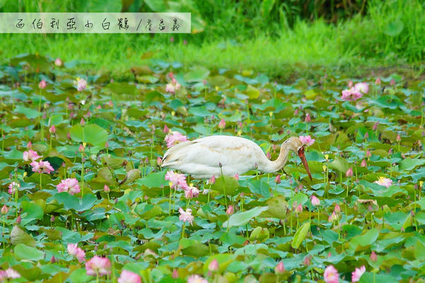 金山清水濕地西伯利亞小白鶴 金山清水濕地西伯利亞小白鶴