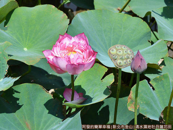 清水濕地牡丹蓮花田08-半綻的牡丹蓮.JPG