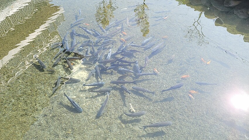 南投縣埔里鎮藏匿在筊白筍田中央的活魚料理，想吃記得先預約！！！