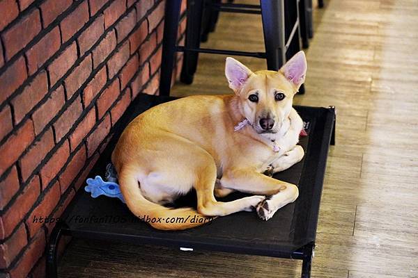 【板橋美食】翁林.林Café #早午餐 #義大利麵 #燉飯 #下午茶 #新埔站 #寵物友善餐廳 (6).JPG