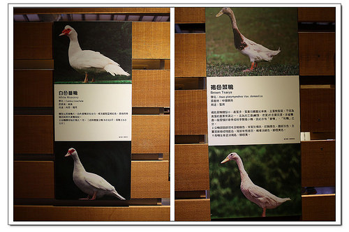 《幸福親子行》宜蘭。鴨寮故事館~鴨賞披薩、鹹蛋DIY