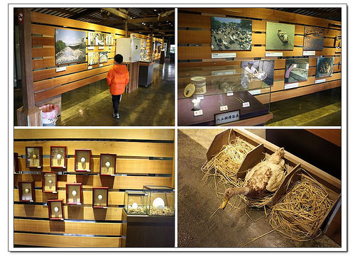 《幸福親子行》宜蘭。鴨寮故事館~鴨賞披薩、鹹蛋DIY