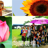 【遊║桃園觀音】龍貓公車站〜桃園新亮點。跟豆豆龍一起幸福等車吧！