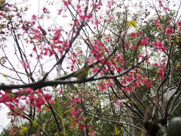 剛好冰果室：[台中北屯區]剛好冰果室，冰品搭配，恰如其名的剛好!剛好旁邊就是文昌國小，剛好賞個花...