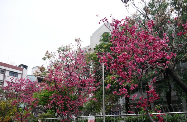 剛好冰果室：[台中北屯區]剛好冰果室，冰品搭配，恰如其名的剛好!剛好旁邊就是文昌國小，剛好賞個花...