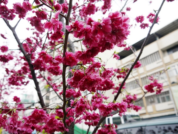 剛好冰果室：[台中北屯區]剛好冰果室，冰品搭配，恰如其名的剛好!剛好旁邊就是文昌國小，剛好賞個花...