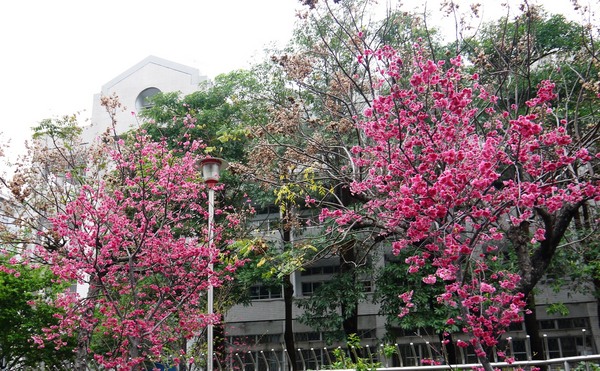 剛好冰果室：[台中北屯區]剛好冰果室，冰品搭配，恰如其名的剛好!剛好旁邊就是文昌國小，剛好賞個花...