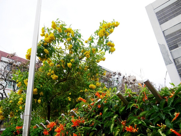 剛好冰果室：[台中北屯區]剛好冰果室，冰品搭配，恰如其名的剛好!剛好旁邊就是文昌國小，剛好賞個花...