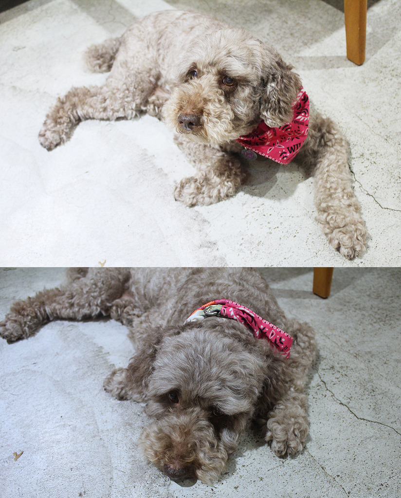 食記◎--【公館 台大】Piglet friendly cafe 彼克蕾友善咖啡館。以豬為主題的台北友善寵物餐廳/歡迎毛小孩