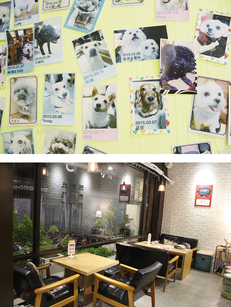 食記◎--【公館 台大】Piglet friendly cafe 彼克蕾友善咖啡館。以豬為主題的台北友善寵物餐廳/歡迎毛小孩