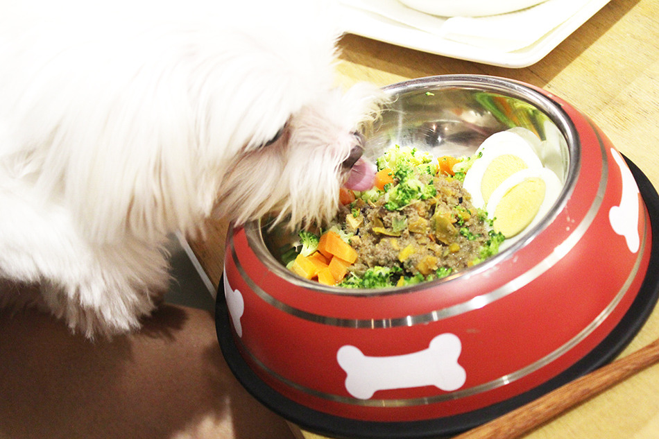 食記◎--【公館 台大】Piglet friendly cafe 彼克蕾友善咖啡館。以豬為主題的台北友善寵物餐廳/歡迎毛小孩