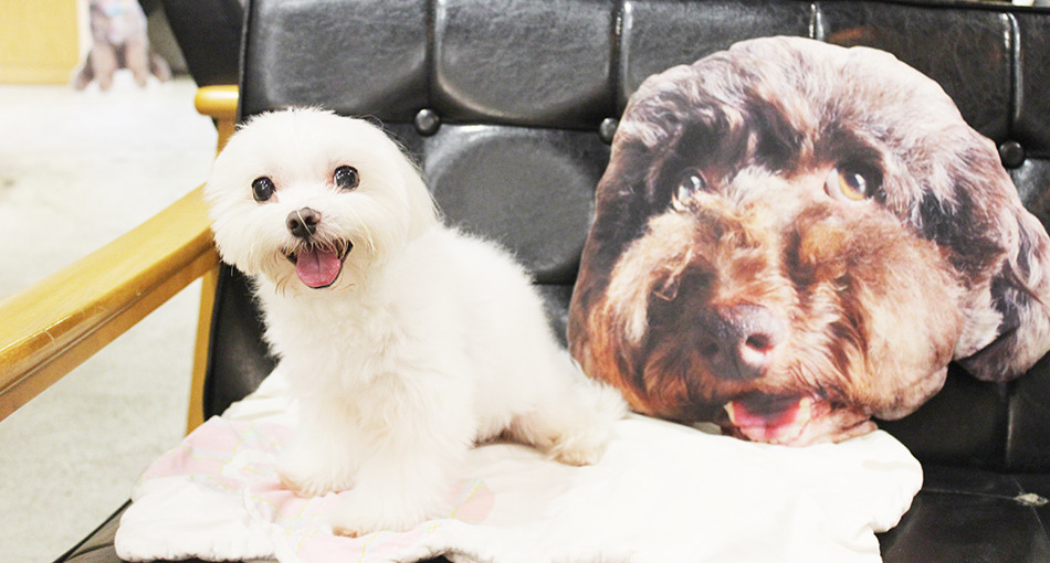 食記◎--【公館 台大】Piglet friendly cafe 彼克蕾友善咖啡館。以豬為主題的台北友善寵物餐廳/歡迎毛小孩