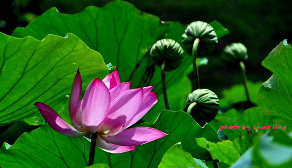 三重荷花公園-18.JPG - 2016夏之豔陽(花季篇)