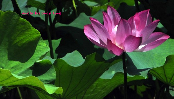 三重荷花公園-14.JPG - 2016夏之豔陽(花季篇)