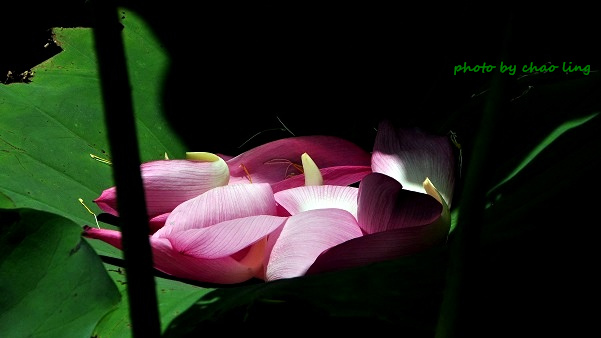 三重荷花公園-32.JPG - 2016夏之豔陽(花季篇)