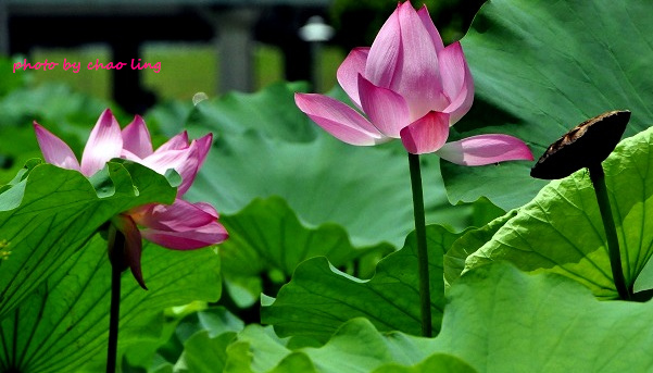 三重荷花公園-8.JPG - 2016夏之豔陽(花季篇)