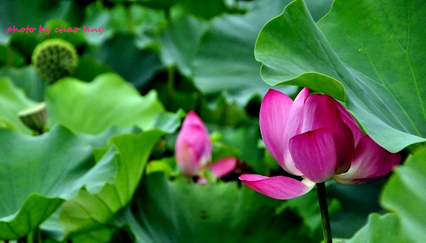 三重荷花公園-26.JPG - 2016夏之豔陽(花季篇)