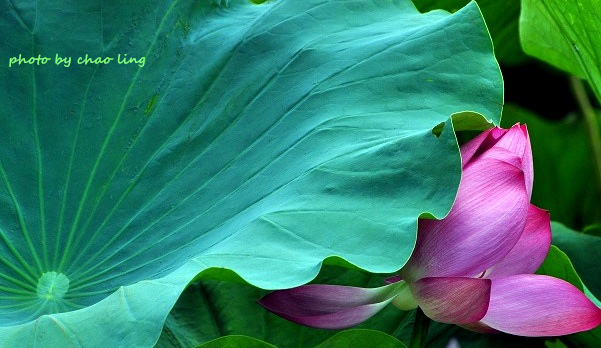 三重荷花公園-24.JPG - 2016夏之豔陽(花季篇)